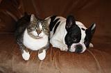 BOULEDOGUE DRANCAIS ET CHAT 011